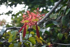 Bauhinia phoenicea